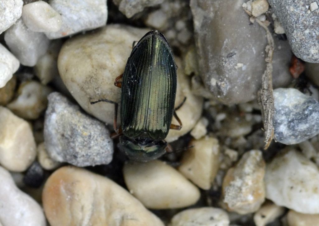 Selatosomus aeneus (cfr.), Elateridae